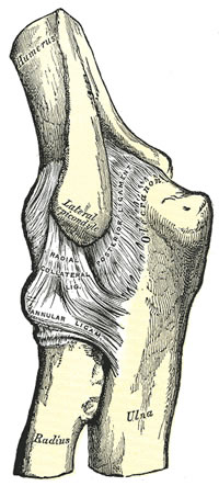 Radial Collateral Ligaments of the Elbow