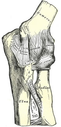 Elbow Ulna Collateral Ligmaents