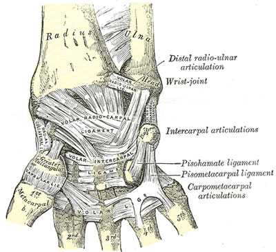 Ligaments of the Wrist. Anterior View