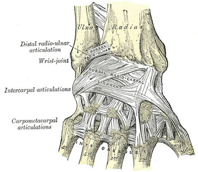 Ligamens of the Wrist. Posterior view