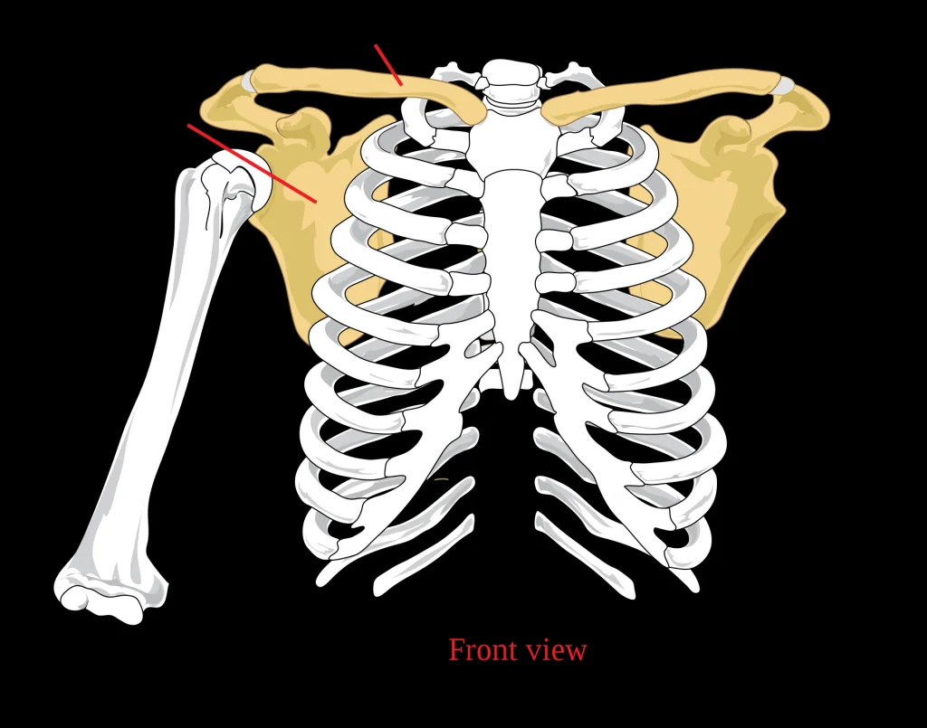 Anatomy of the Pectoral Girdle, pectoral girdle front diagram