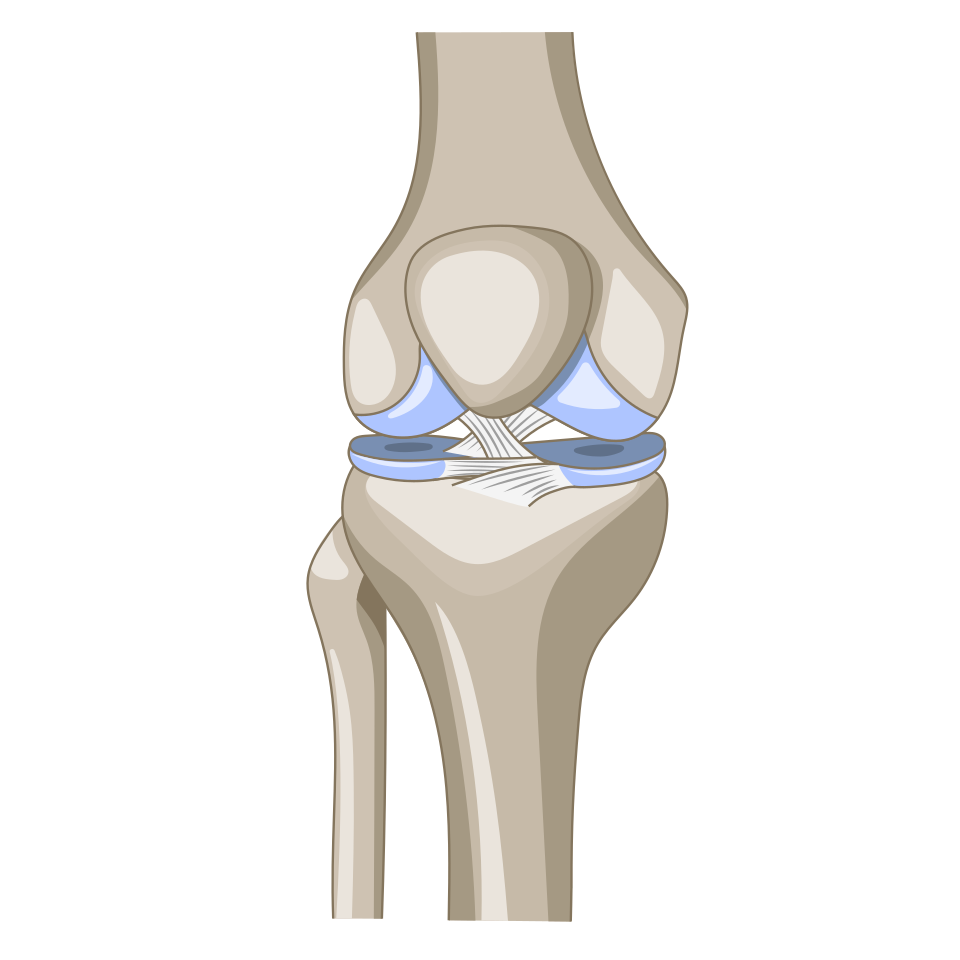 Anterior view of the knee joint