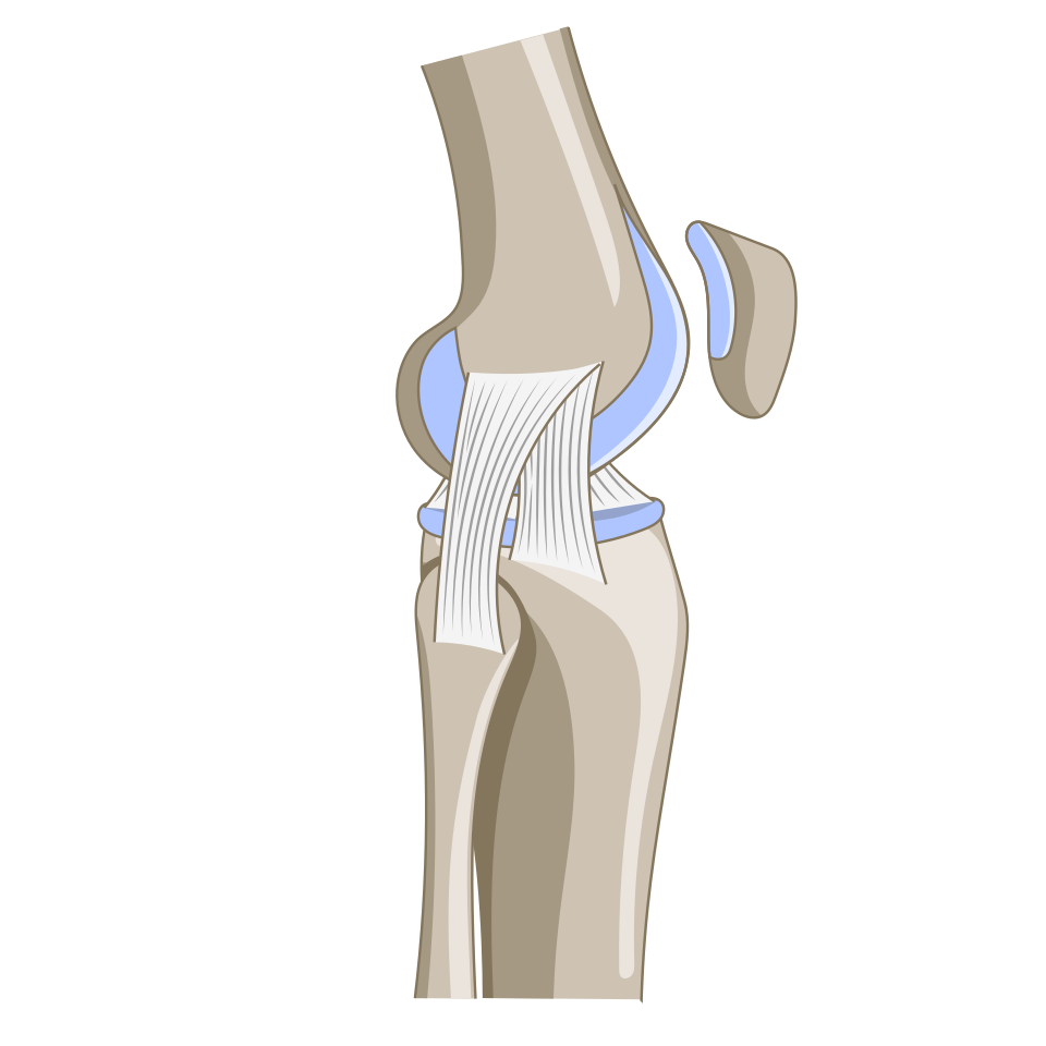Lateral view of the knee joint