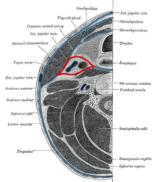 Cross-section of the neck showing the carotid sheath