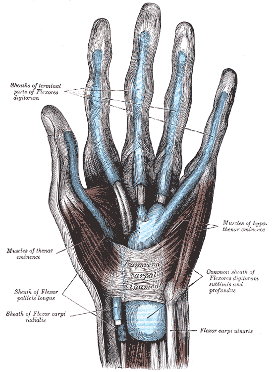 Gray’s Anatomy illustration of the flexor tendon sheaths