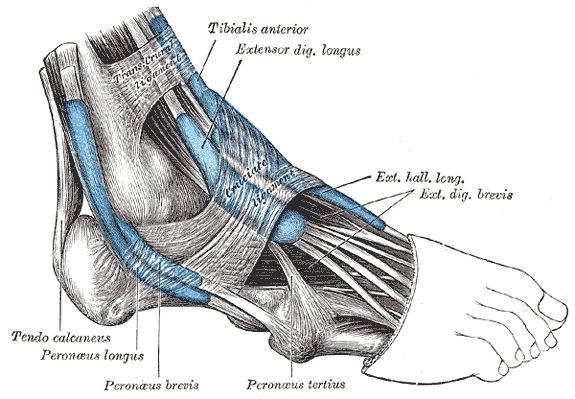 Gray’s Anatomy illustration of the tendon sheaths on the lateral ankle