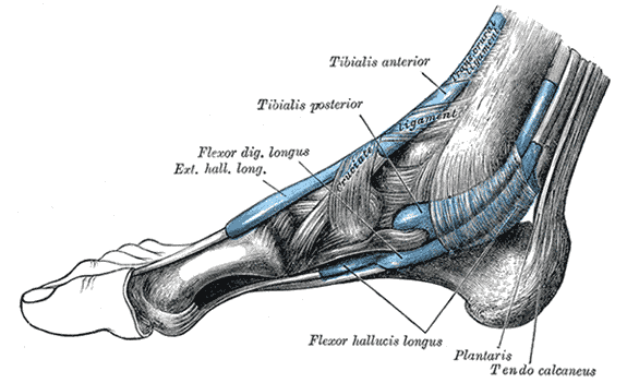Gray’s Anatomy illustration of the tendon sheaths on the medial ankle