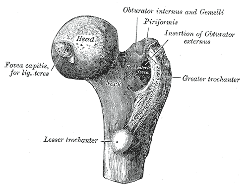 Gray’s Anatomy illustration of the upper femur