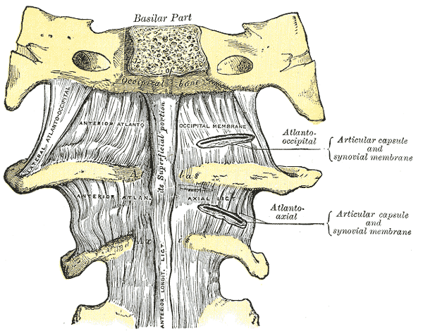 Gray’s Anatomy illustration of the anterior craniovertebral ligaments