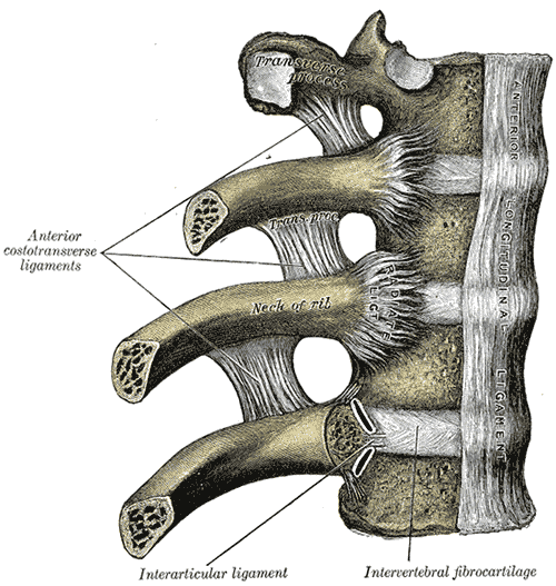 Gray’s Anatomy illustration of the costovertebral joints