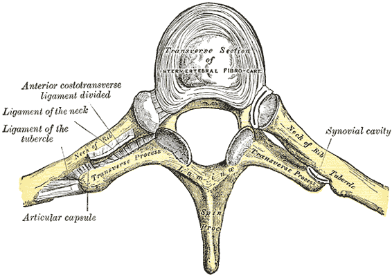 Gray’s Anatomy illustration of the costotransverse joint