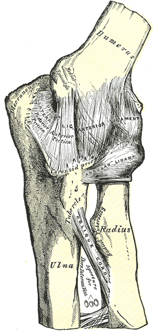 Gray’s Anatomy illustration of the medial elbow ligaments