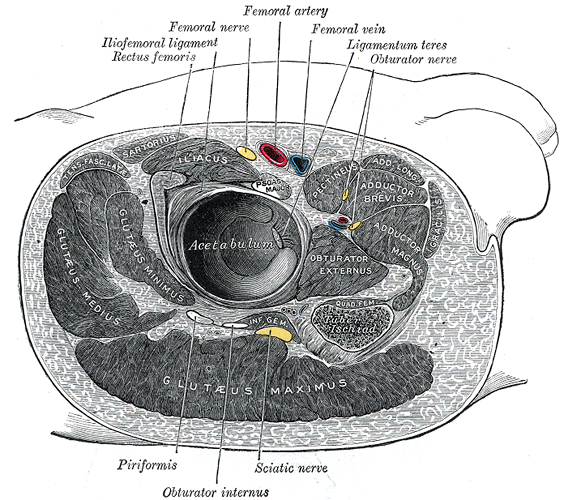 Gray’s Anatomy illustration of the structures around the hip joint