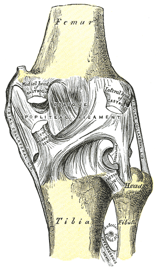 Gray’s Anatomy illustration of the back of the knee joint