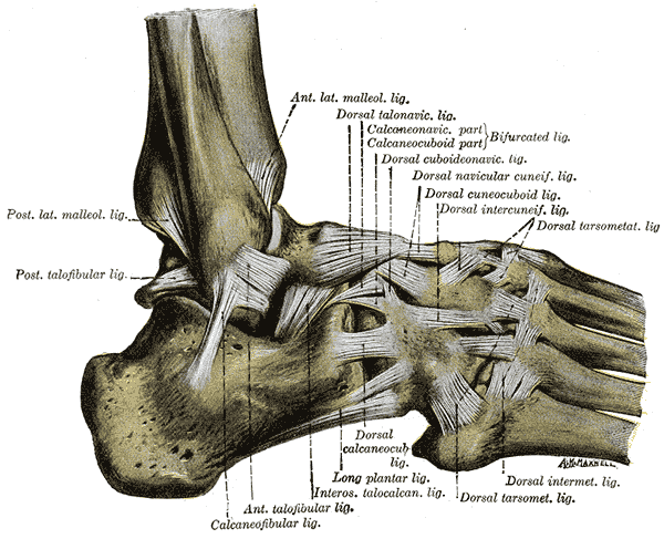 Gray’s Anatomy illustration of the lateral ligaments of the foot