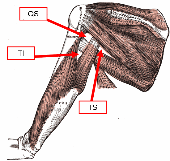 Gray’s Anatomy illustration of the posterior shoulder spaces