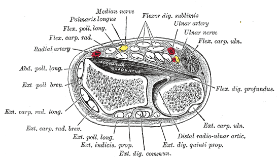 Gray’s Anatomy cross-section of the forearm