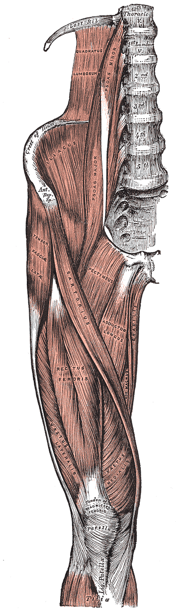 Gray’s Anatomy illustration of the anterior thigh muscles