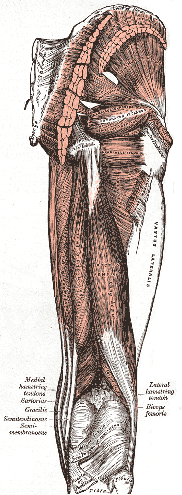 Gray’s Anatomy illustration of the gluteal muscles