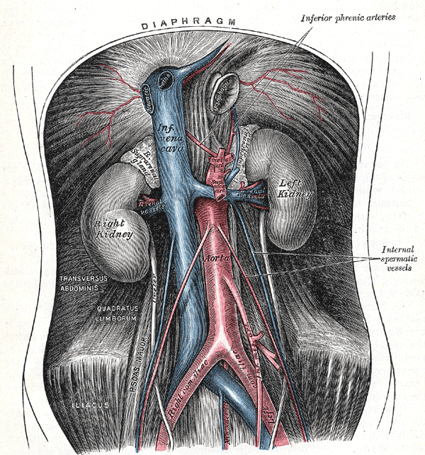 Gray’s Anatomy illustration of the abdominal aorta