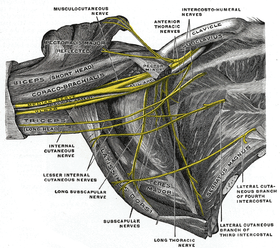 Gray’s Anatomy illustration of the brachial plexus in the axilla