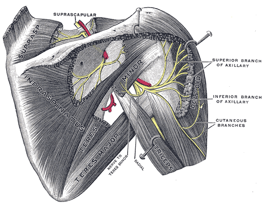 Gray’s Anatomy illustration of the axillary nerve