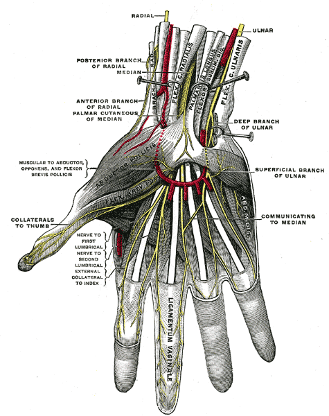 Gray’s Anatomy illustration of the digital nerves