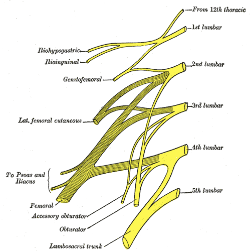 Gray’s Anatomy plan of the lumbar plexus