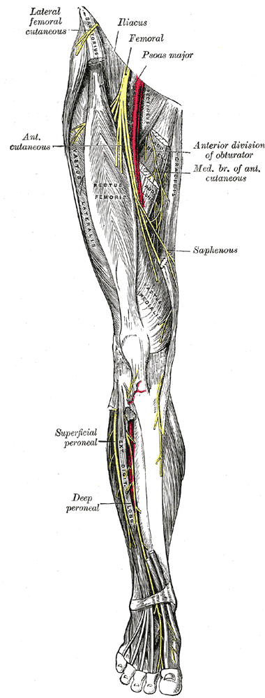 Gray’s Anatomy illustration of the femoral nerve