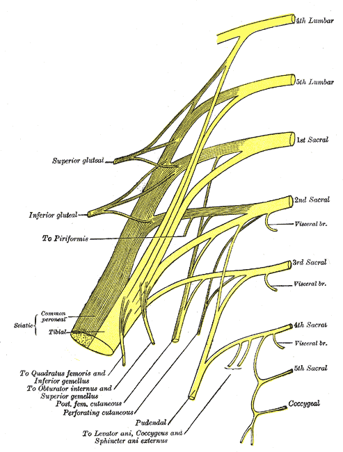 Gray’s Anatomy plan of the sacral plexus