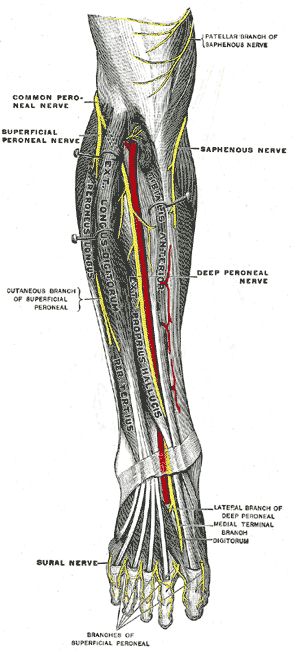 Gray’s Anatomy illustration of the deep peroneal nerve