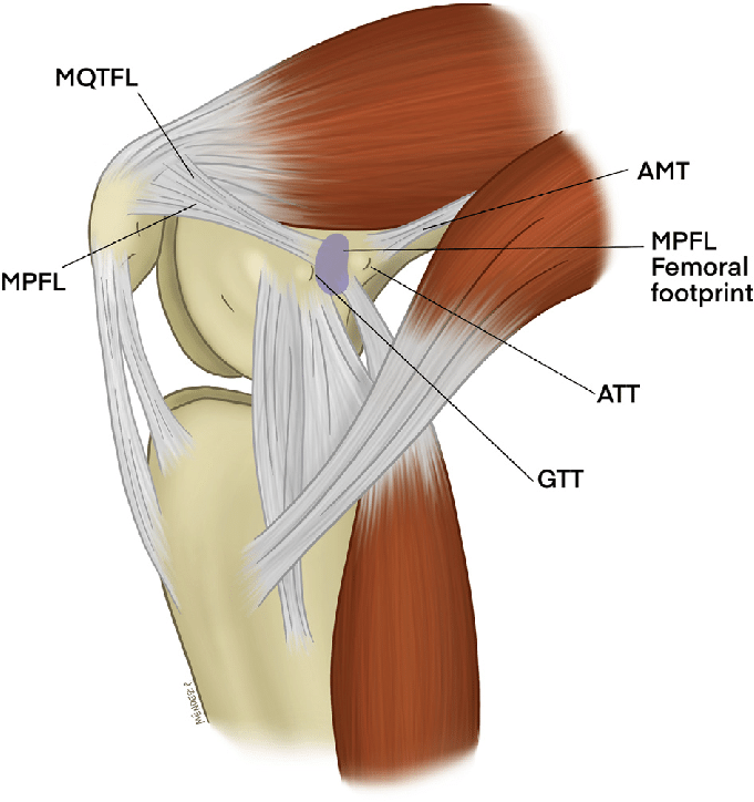 Diagram of the medial side of the flexed knee