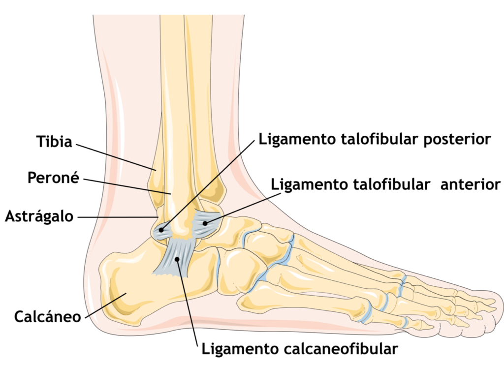 Ankle Instability, lateral collateral ligaments of the ankle