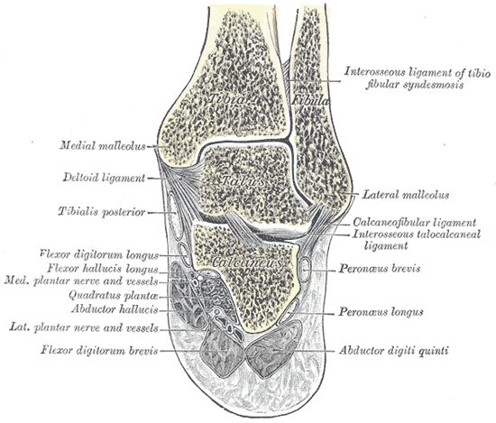 Ankle Joint (Talocrural Joint), coronal section through the talocrural and talocalcaneal joints, gray’s anatomy plate 357