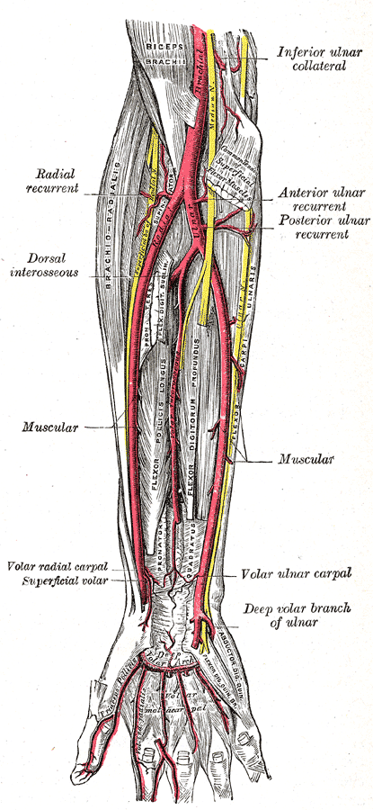 Anterior Approach to Cubital Fossa, radial and ulnar arteries arising in the cubital fossa, gray’s anatomy plate 528