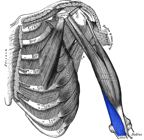 Anterior Approach to the Humerus, brachialis muscle, from gray’s anatomy