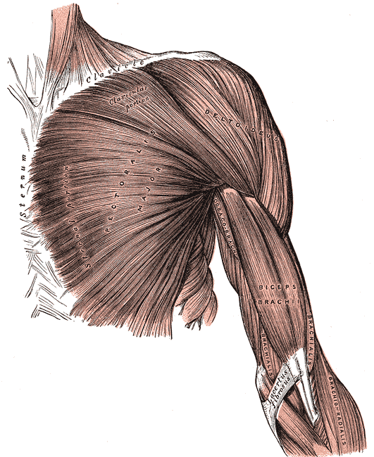 Anterior Approach to the Shoulder, pectoralis major, gray’s anatomy plate 410