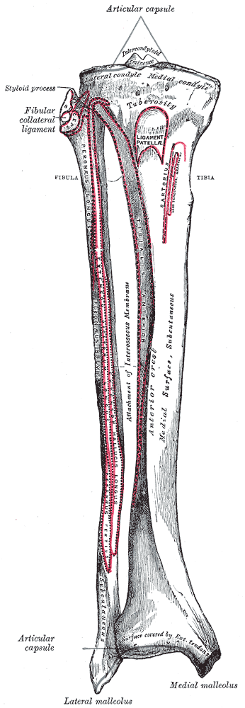 Anterior Approach to the Tibia, anterior surface of the bones of the right leg, gray’s anatomy plate 258