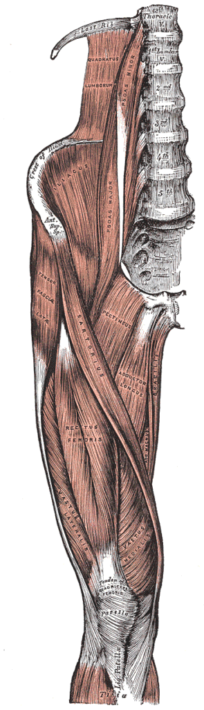 Anterior Smith-Petersen Approach to Hip, muscles of the front of the thigh