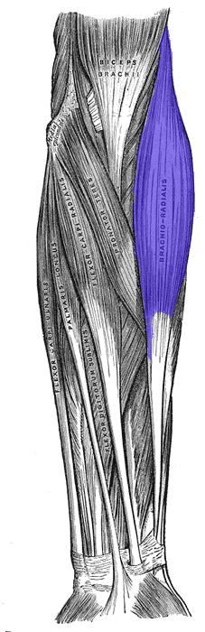 Anterolateral Approach (Henry's), brachioradialis