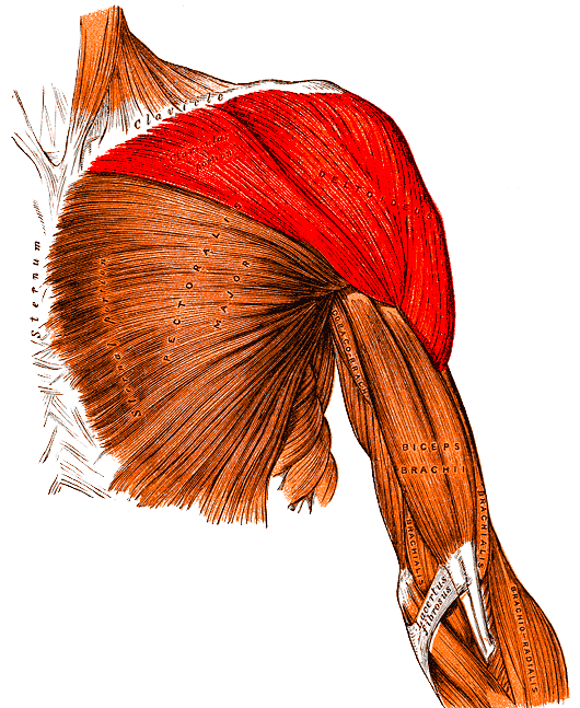 Anterolateral Approach to the Shoulder, deltoid, from gray’s anatomy