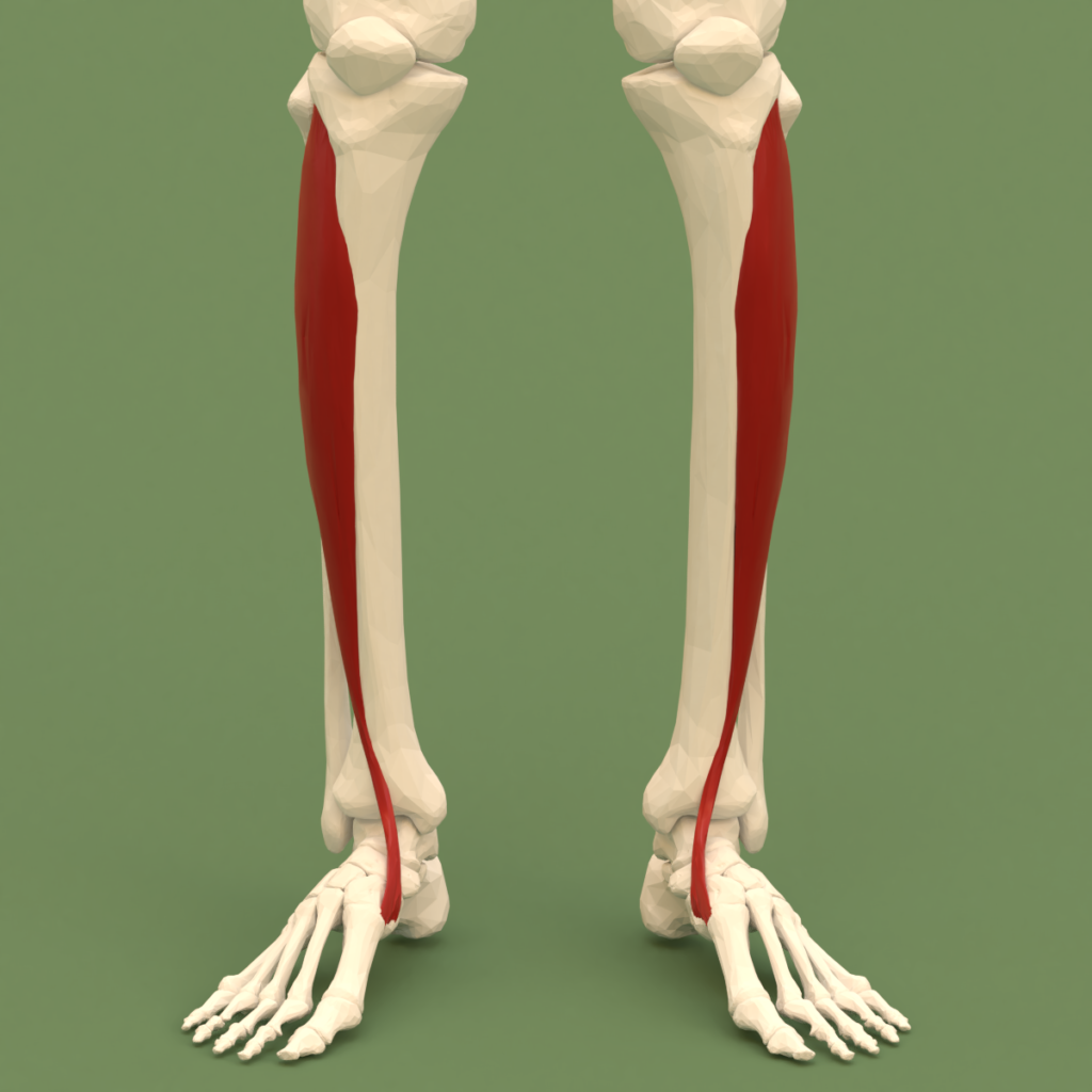 Anterolateral Approach to Tibia, anterior compartment of the leg showing tibialis anterior