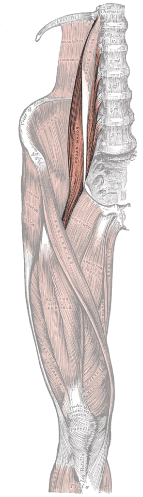 Anterolateral Retroperitoneal Approach, psoas major, gray’s anatomy plate 430