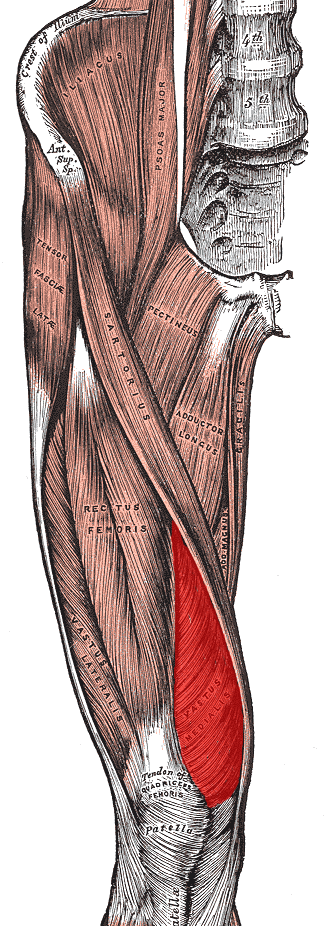 Anteromedial Approach to Distal Two Thirds of Femur, vastus medialis