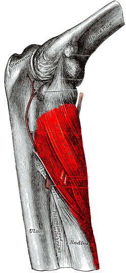 Approach to Anterior Radius, supinator muscle, from gray’s anatomy