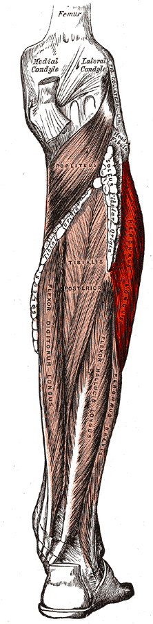 Approach to the Fibula, peroneus longus, from gray’s anatomy