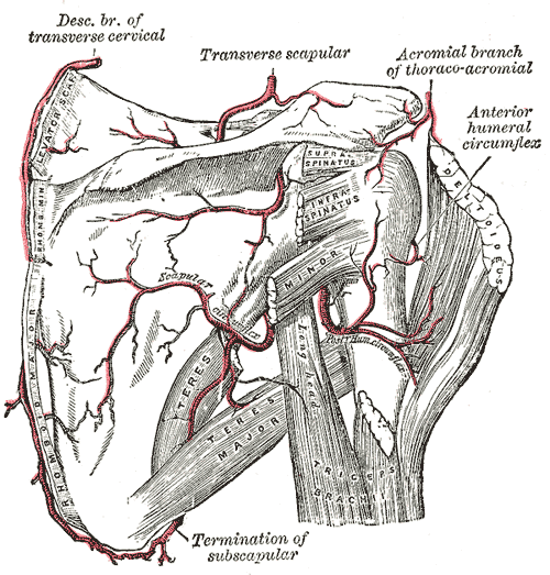 Blood Supply to Humeral Head, axillary artery and its branches, including the circumflex humeral arteries, gray’s anatomy plate 524