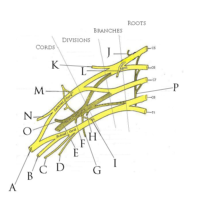 Brachial Plexus Lesions, the brachial plexus