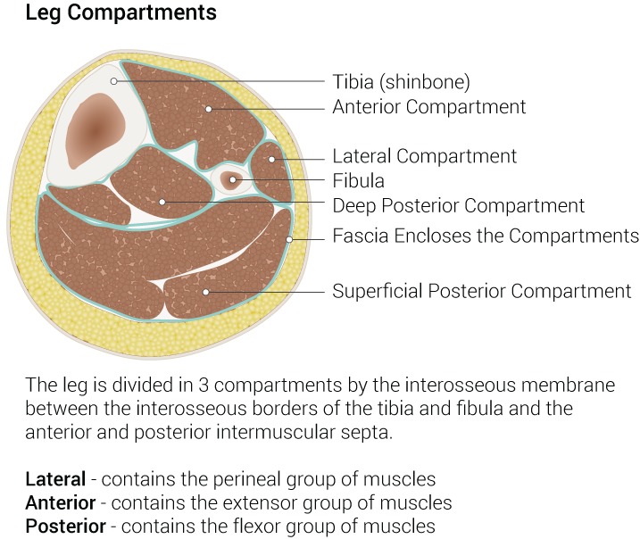 Calf Two-incision Fasciotomies, compartments of the leg in cross section