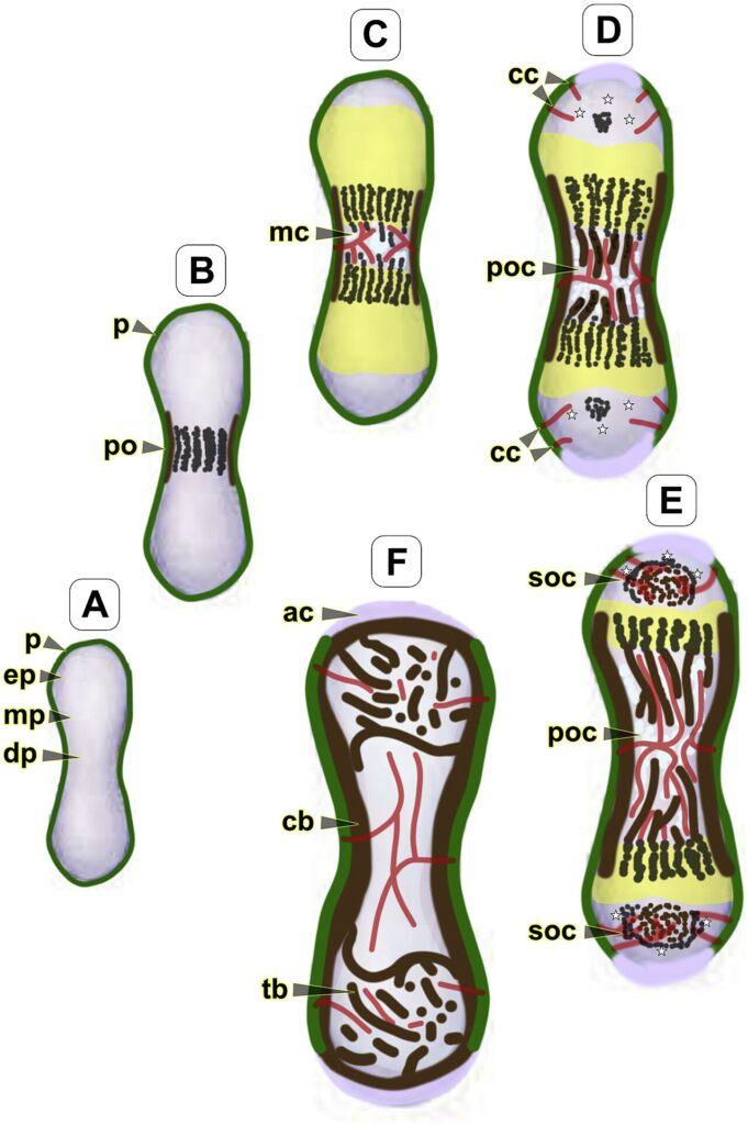 Development of the Skeletal System, schematic of the stages of endochondral ossification